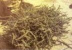 Agriophyllum Squarrosum Extract
